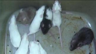 Of Mice and Pizza