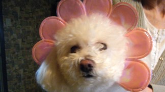 Pet Pin-Ups