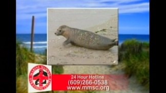 Save the Seals PSA