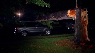 Tree Falls On Car in Roxborough
