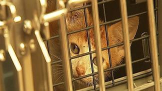 Dozens of Cats Found Living in Filthy Conditions in South Philly Home