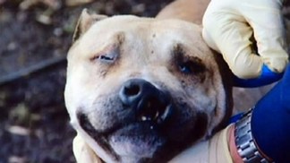 Chesco Couple Busted for Massive Dog Fighting Ring: Cops