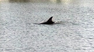 Dolphin Found Swimming in NJ Lagoon