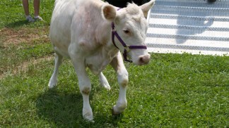 Rebel Cow Arrives at Woodstock Farm