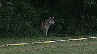 Residents Spot Wolf-Dogs in Pennypack Park
