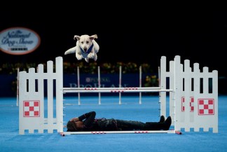 The National Dog Show: Cutest Pups