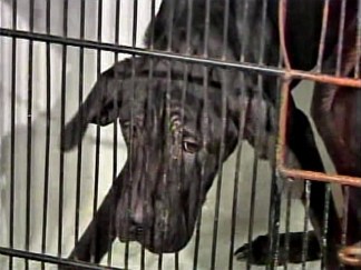 SPCA Workers Make Gruesome Discovery