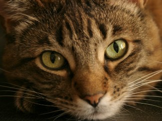 Save These Cats