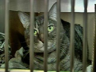 Delco SPCA Turns Away Pets from Certian Towns