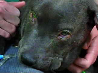 Puppy Alive After Being Set on Fire