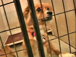 Pa. Shelters Overrun as Kennels Close