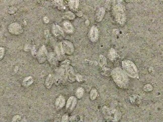 Slimy Salps Invade the Jersey Shore