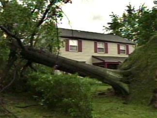 Wild Weather Topples Trees, Power Lines