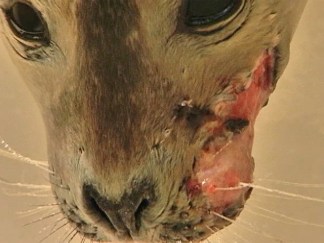 Rescued Jersey Seals Have Odd Lesions