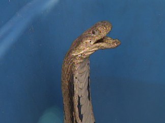 Gruesome Evidence of Animal Killings Found