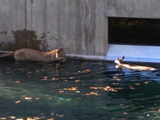 Baby Deer Escapes Lions at the National Zoo