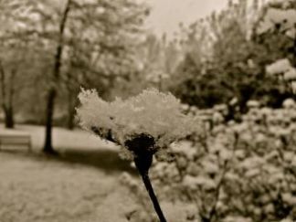 Snow Falls, Finally!