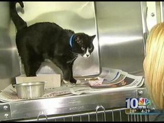 Meet City Kitties That Made It Out of the Fire