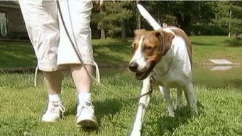 Pets Can Keep You Healthy