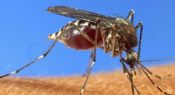 West Nile Virus Sickens NJ Teen