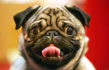 Woof, Woof -- It’s Dog Show Time
