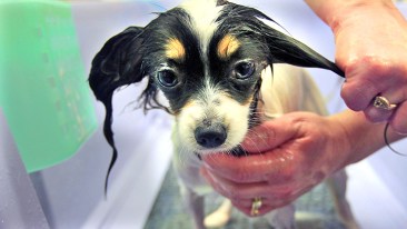 Show Dogs: Westminster 2012