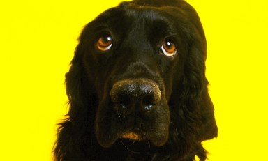 Help Your Pup Cope With Firework Phobia