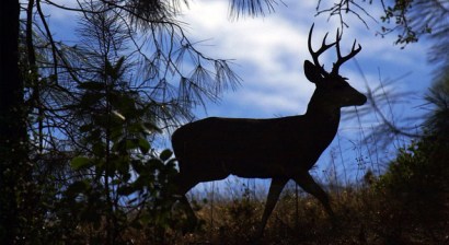 A deer makes his way through a clearing near Rock City on Mount Diablo State Park. A deer makes his way through a clearing near Rock City on Mount Diablo State Park.
