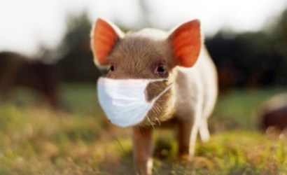 The dreaded Pig Death Virus has only killed one person north of the border. The dreaded Pig Death Virus has only killed one person north of the border.