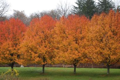 Fall foliage 11/8/08