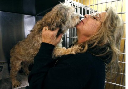 Willa Bagwell, executive director of the Animal Friends of the Valleys, get a little affection from a 10-year-old dog named "Johnny Otis" who was one of the dogs recovered from a Temecula property on Willa Bagwell, executive director of the Animal Friends of the Valleys, get a little affection from a 10-year-old dog named "Johnny Otis" who was one of the dogs recovered from a Temecula property on