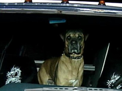 Bentley took a '92 Ford Van for a ride. He wasnt the best driver but luckily no one was hurt Bentley took a '92 Ford Van for a ride. He wasnt the best driver but luckily no one was hurt