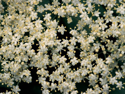 Close-up of the flowers of black Elderberries (Sambucus nigra)
