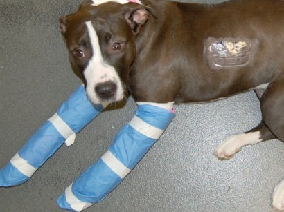Oreo's fall required emergency surgery for her shattered front legs. Oreo's fall required emergency surgery for her shattered front legs.
