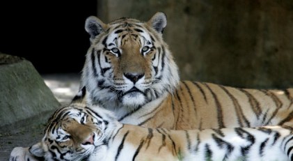 Tiger Still Slashing San Francisco Zoo