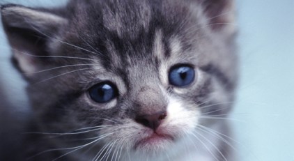 Reward Offered for Cat Killer