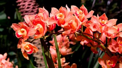 Philly Flower Show Loses $1.2M, Blames the Media