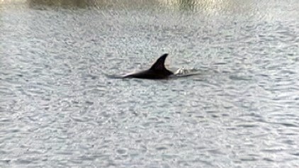 Dolphin Dies in Ocean City Lagoon
