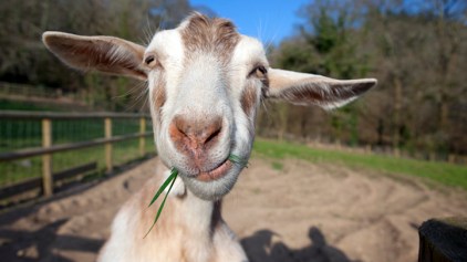 Renegade Goat Backs Up Busy Highway