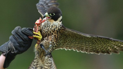 Baby Falcons Nest at City Hall