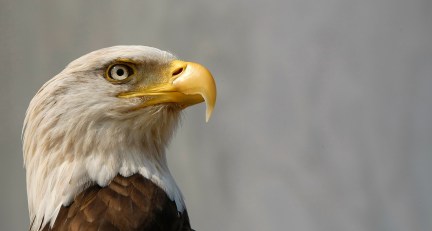 Eagles Soar Over NYC After 50-Year Absence