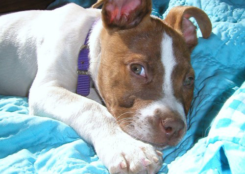 Philly's Adoptable Pets