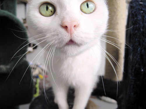 Save These Cats