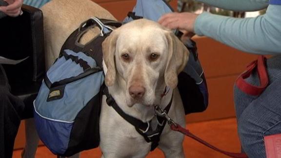 Dawn's Pet Project: Animal Response Team