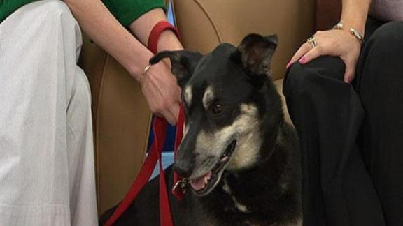 Adopt Rocky