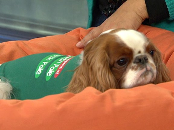 Don?t have a little present for your dog yet?  <a href=