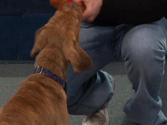 How to Teach a Dog New Tricks