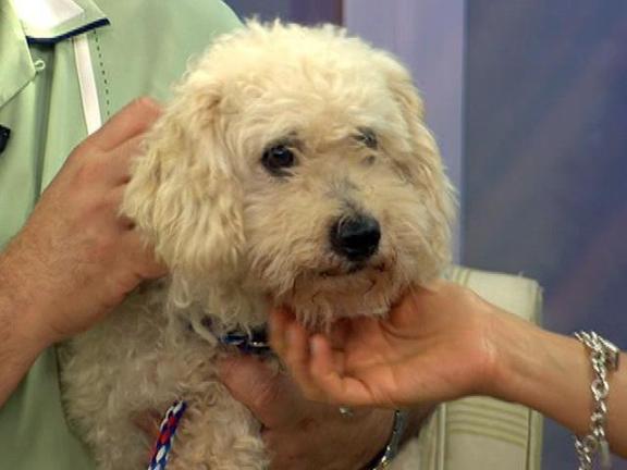 Adopting Chico