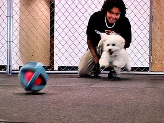 What a Good Dog!