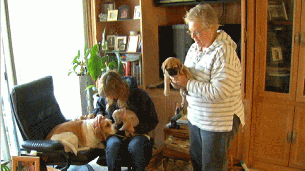 Sandy Victim Fined for Dogs at Temp Home